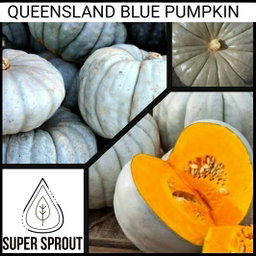 🎃QUEENSLAND BLUE🎃 x 10 seeds