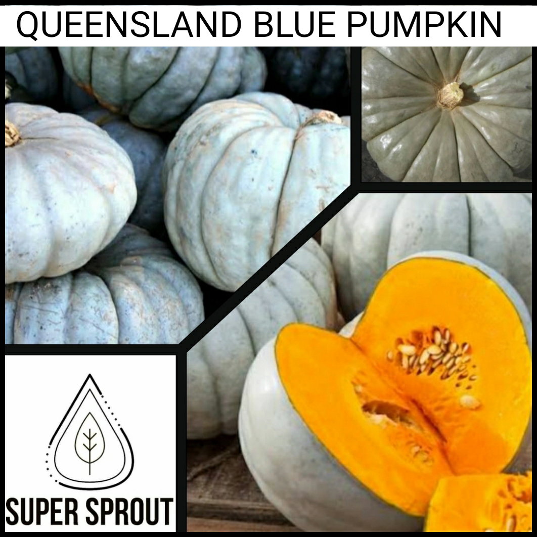 🎃QUEENSLAND BLUE🎃 x 10 seeds_1