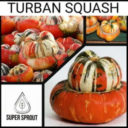 🎃TURBAN SQUASH 🎃 x 5 seeds