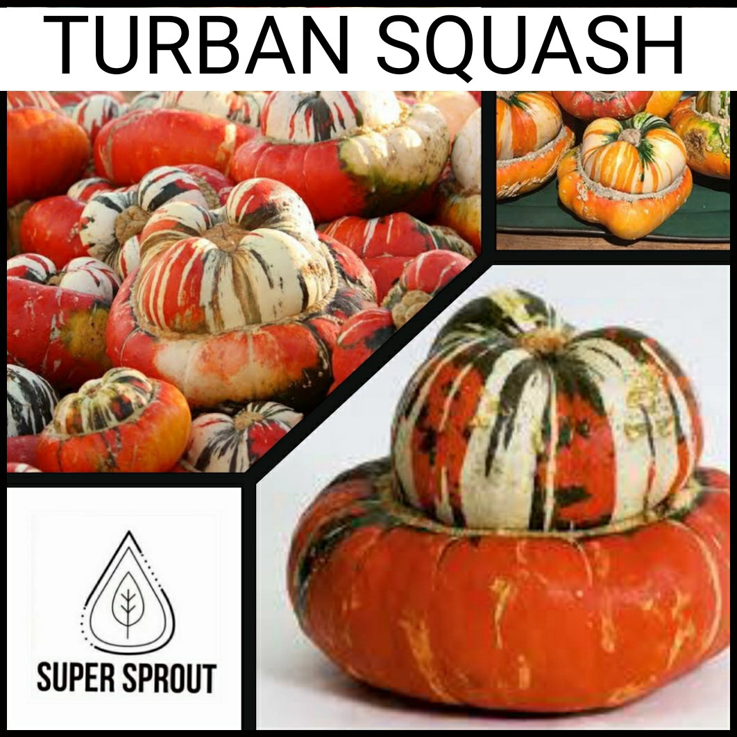 🎃TURBAN SQUASH 🎃 x 5 seeds_3