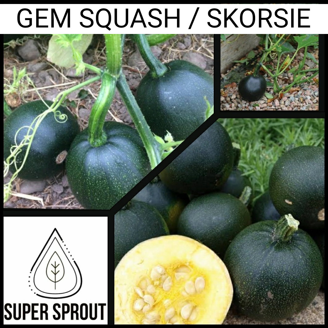 🎃GEM SQUASH🎃 x 15 seeds_2