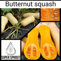 🎃BUTTERNUT SQUASH🎃 x 10 seeds