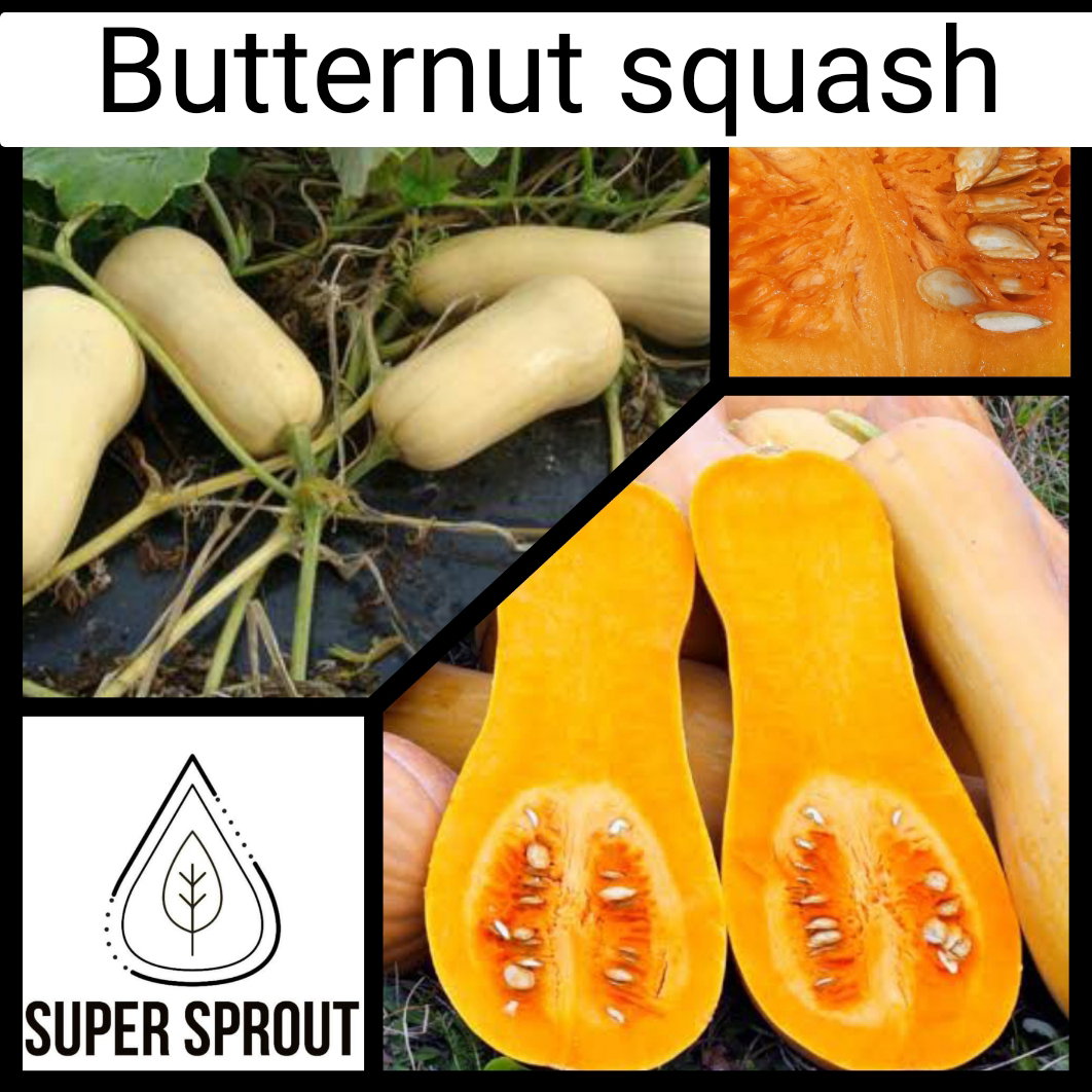 🎃BUTTERNUT SQUASH🎃 x 10 seeds_1