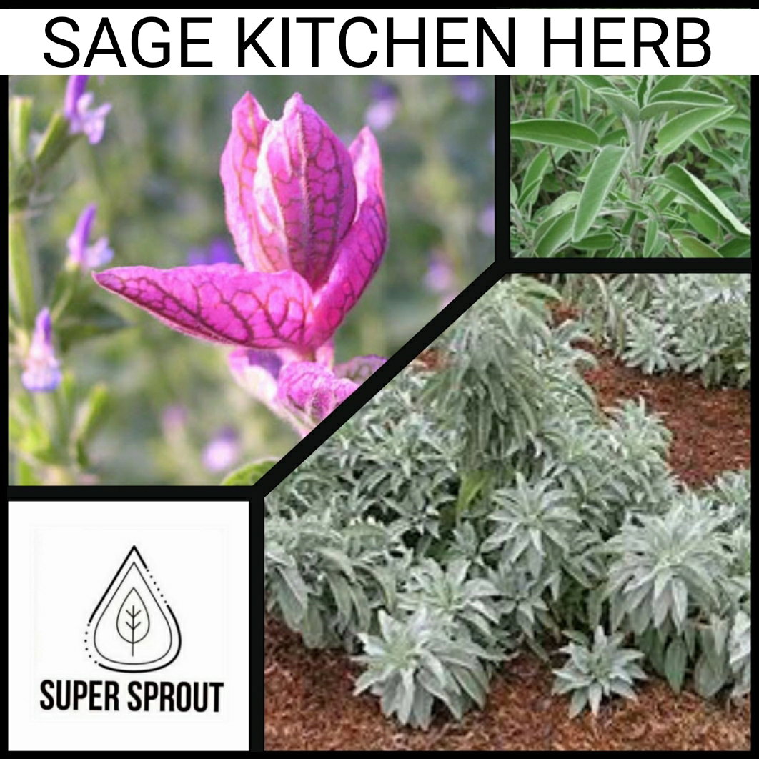 🌱SAGE (Salvia officinalis)🌱 x 10 seeds_2