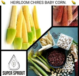 🌽CHIRES BABY CORN🌽 x 25 organic seeds