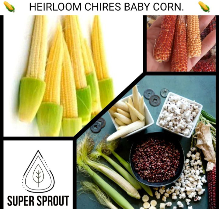 🌽CHIRES BABY CORN🌽 x 25 organic seeds_1