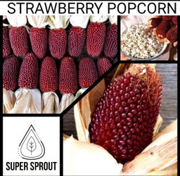 🌽STRAWBERRY POPCORN🌽 x 25 organic seeds