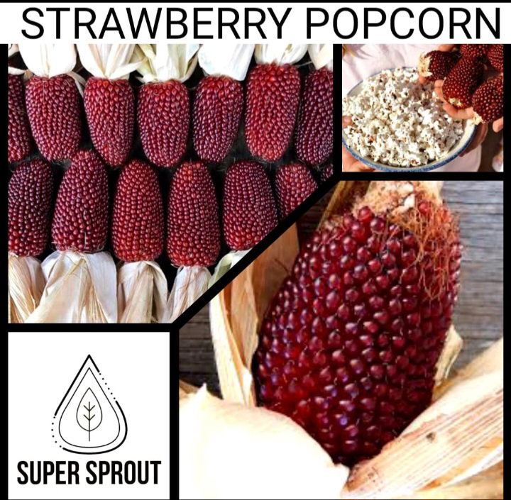 🌽STRAWBERRY POPCORN🌽 x 25 organic seeds_2