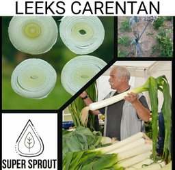 🌱LEEKS🌱 x 50 seeds