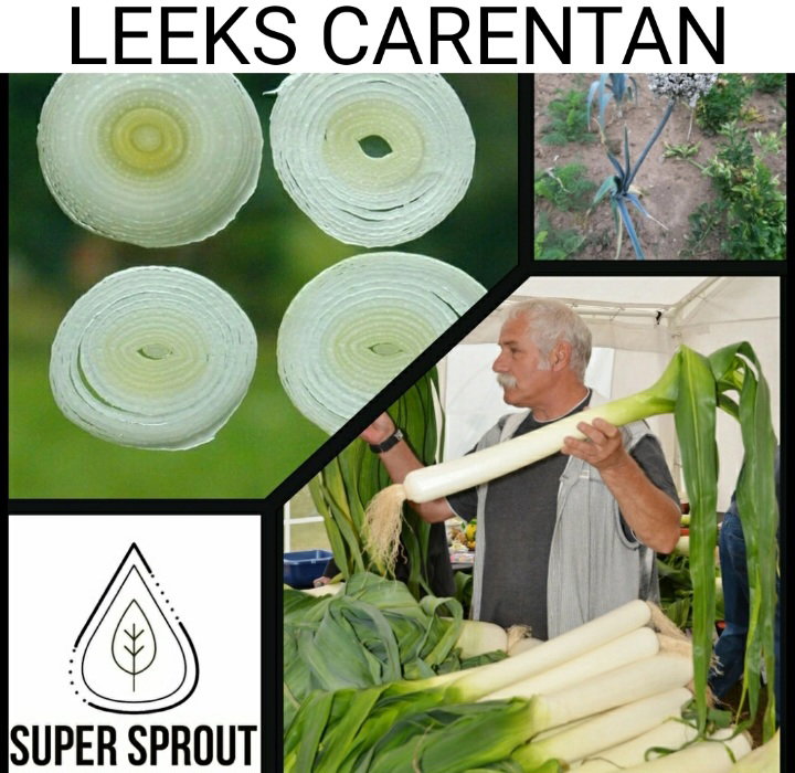 🌱LEEKS🌱 x 50 seeds_1