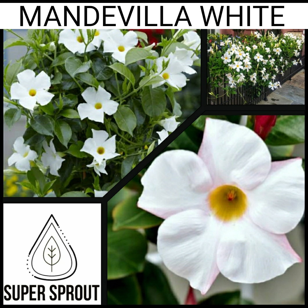 🌱MANDEVILLA WHITE🌱 x 10 seeds