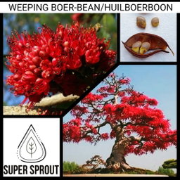 🌳WEEPING BOER-BEAN / HUILBOERBOON🌳 x 3 seeds