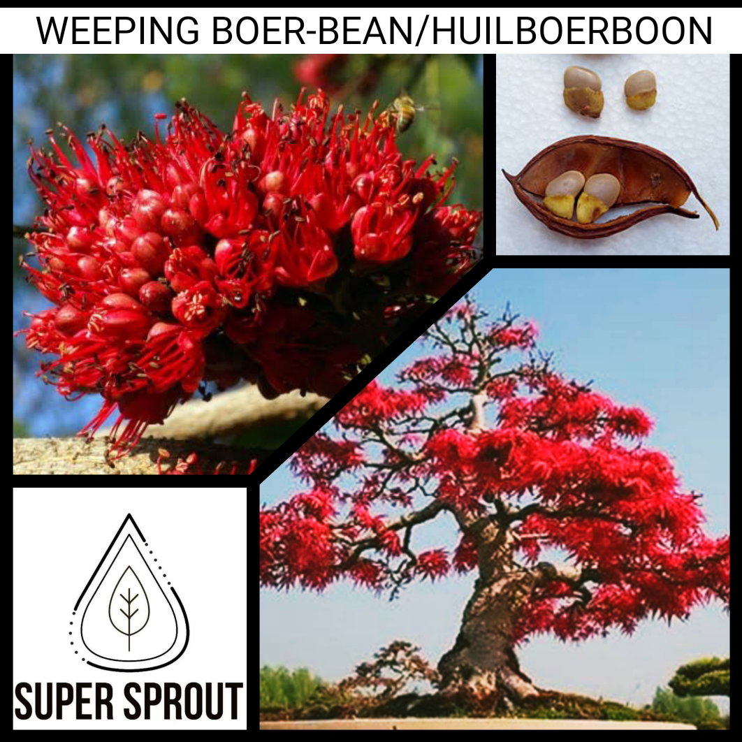 🌳WEEPING BOER-BEAN / HUILBOERBOON🌳 x 3 seeds_1