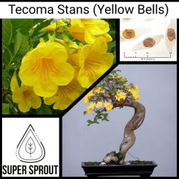 Tecoma Stans (Yellow Bells)   x 10 seeds