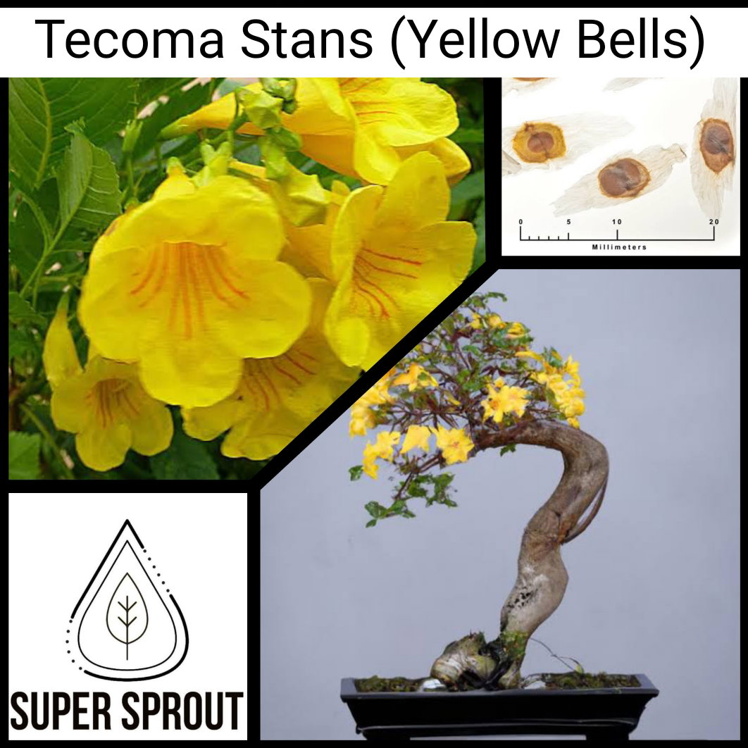 Tecoma Stans (Yellow Bells) x 10 seeds
