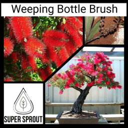 🌳RED WEEPING BOTTLE BRUSH🌳 x 50 seeds