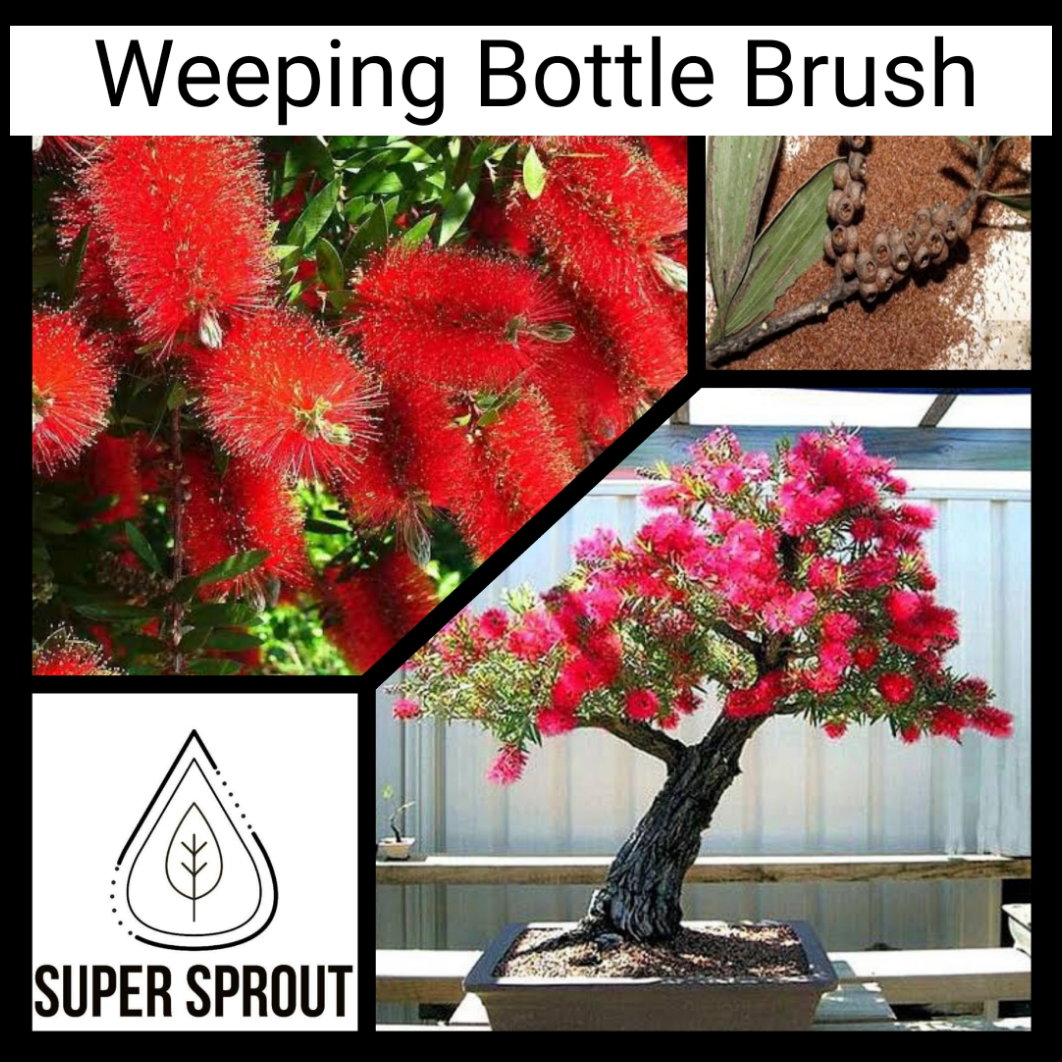 🌳RED WEEPING BOTTLE BRUSH🌳 x 50 seeds_1