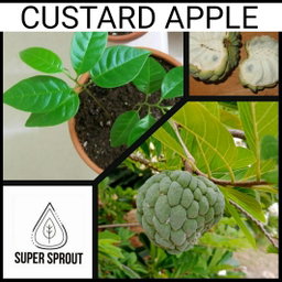🌳CUSTARD APPLE🌳 x 3 seeds