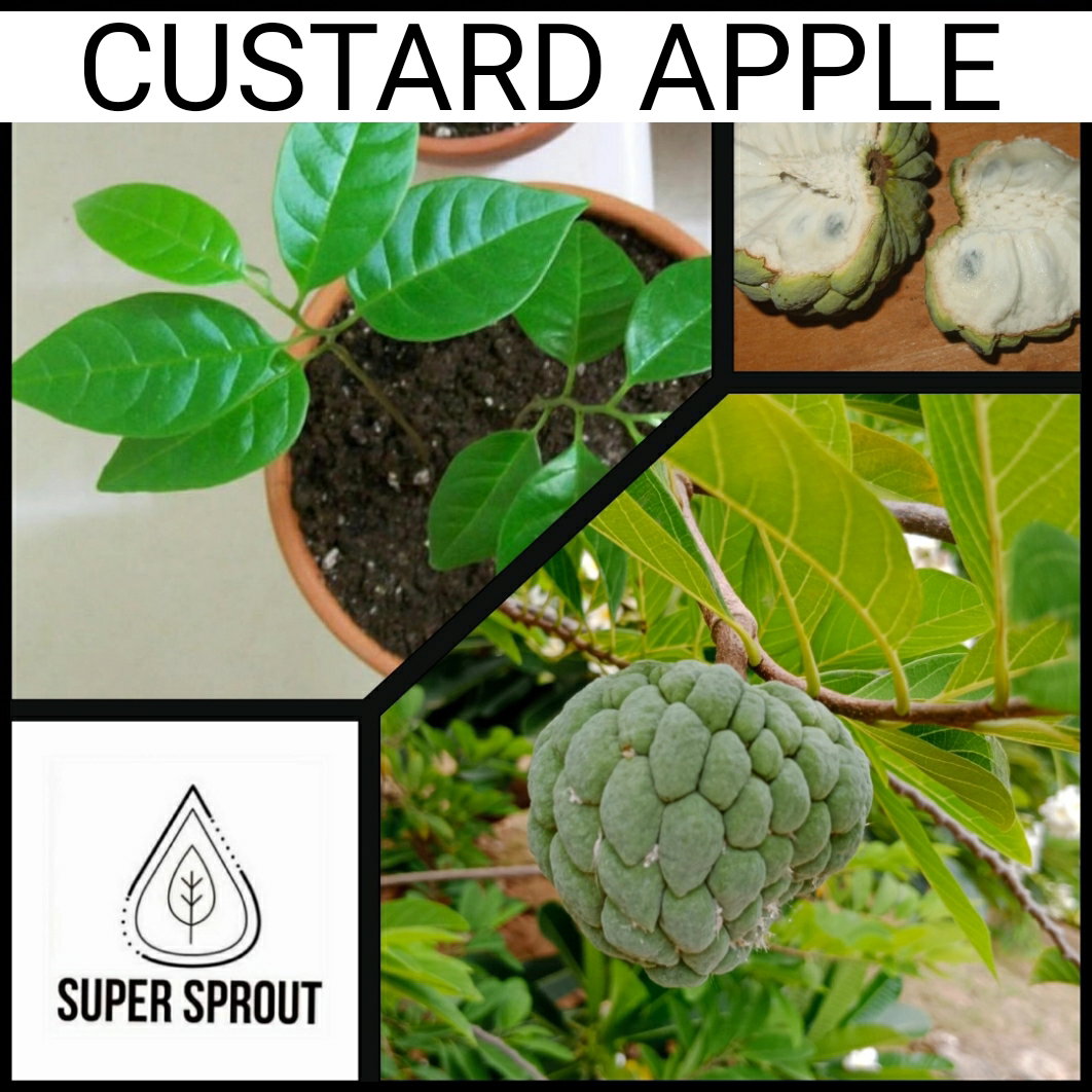 🌳CUSTARD APPLE🌳 x 3 seeds_1
