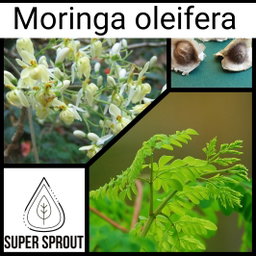 🌳MORINGA OLEIFERA🌳 x 10 seeds