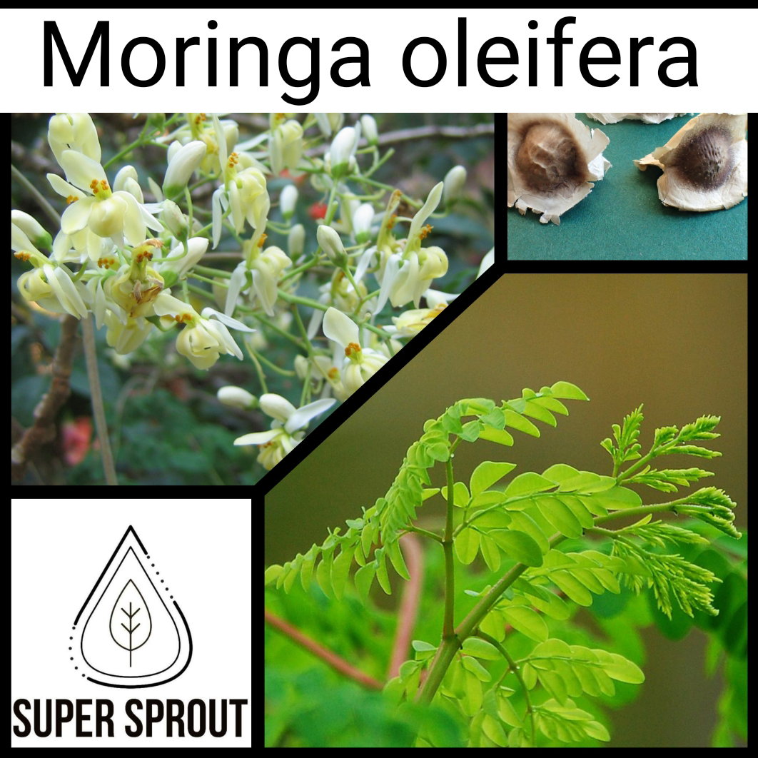 🌳MORINGA OLEIFERA🌳 x 10 seeds_1