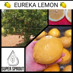 🍋EUREKA LEMON TREE🍋  x 6 seeds