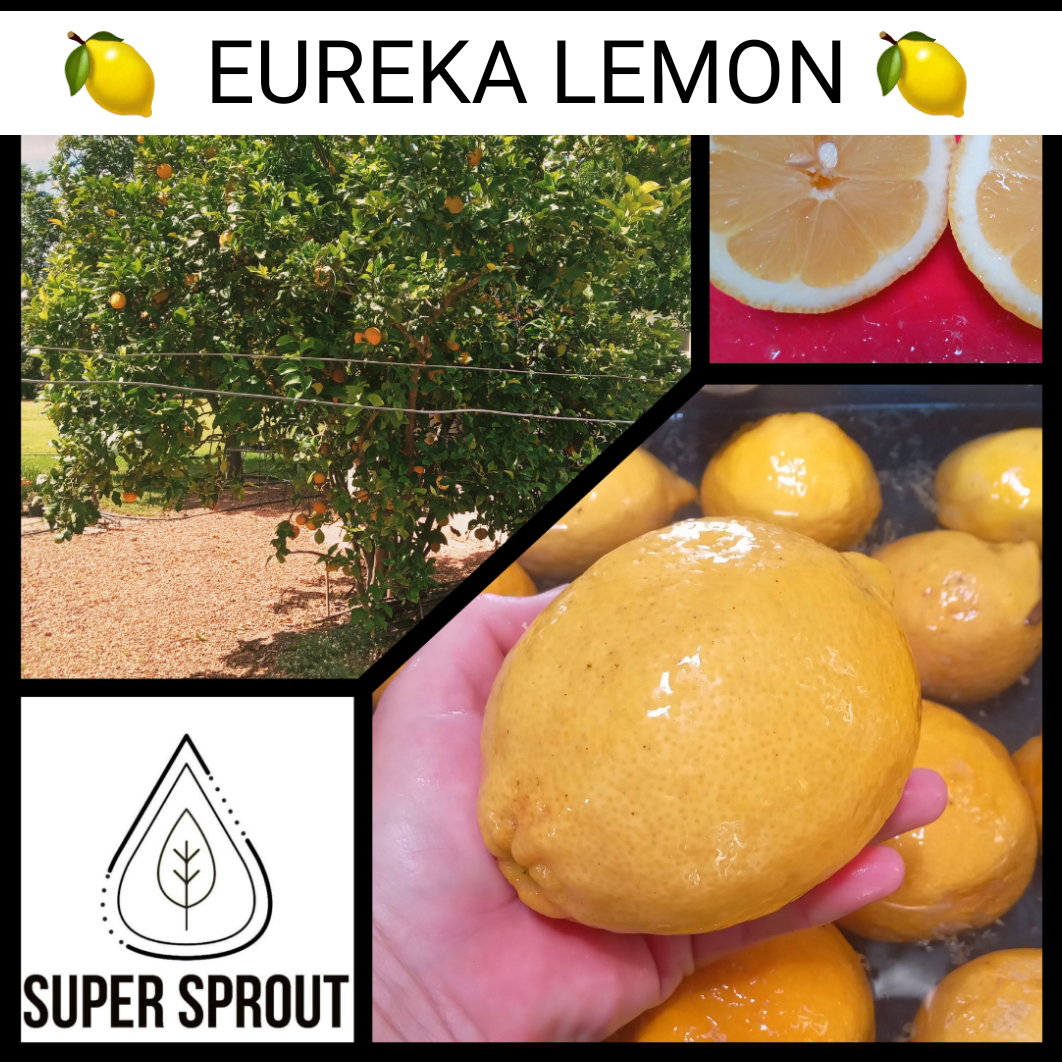 🍋EUREKA LEMON TREE🍋  x 6 seeds_1