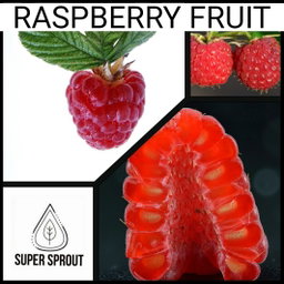 🍒RASPBERRY 🍒 x 15 seeds