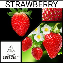 STRAWBERRY x only 15 seeds
