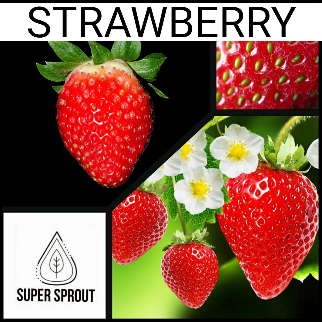 STRAWBERRY x only 15 seeds_2