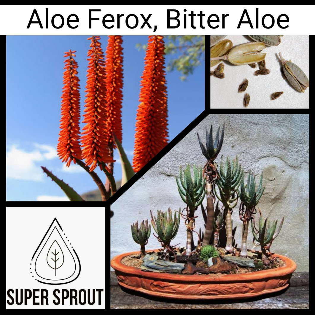 🌵ALOE FEROX🌵 x 15 seeds