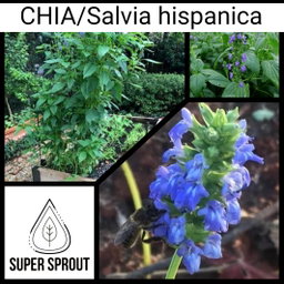 CHIA (Salvia hispanica) x 100 seeds