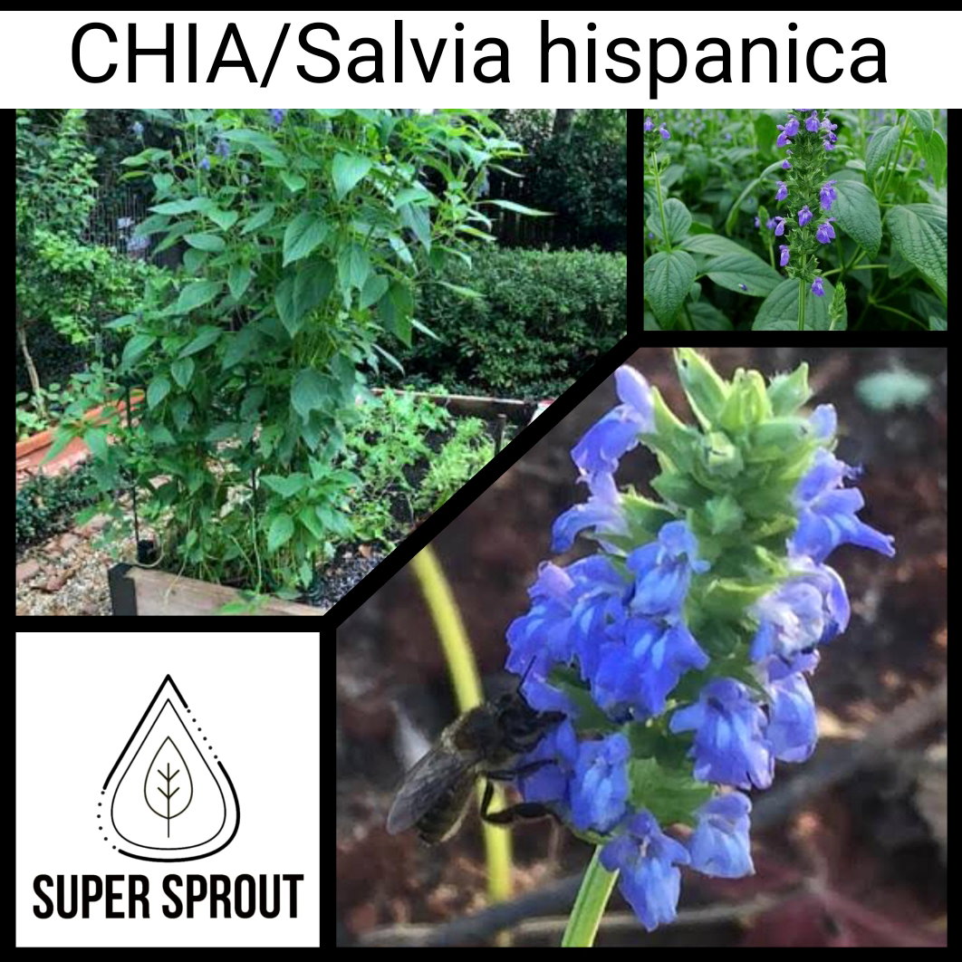 CHIA (Salvia hispanica) x 100 seeds