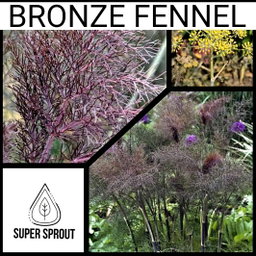 🌱BRONZE FENNEL Foeniculum vulgare purpureum   x 25 seeds