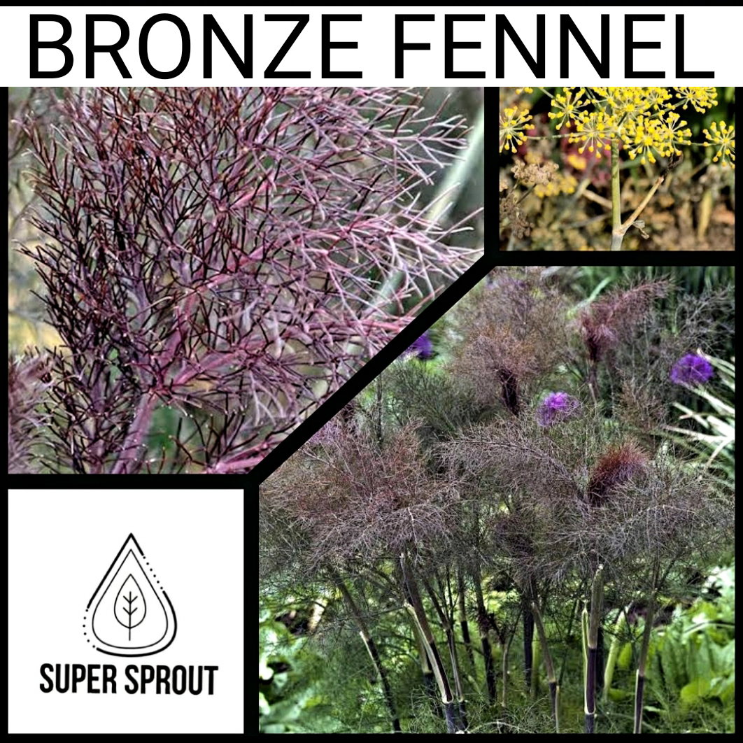 🌱BRONZE FENNEL Foeniculum vulgare purpureum   x 25 seeds_1