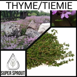 🌱THYME🌱 x 15+ seeds