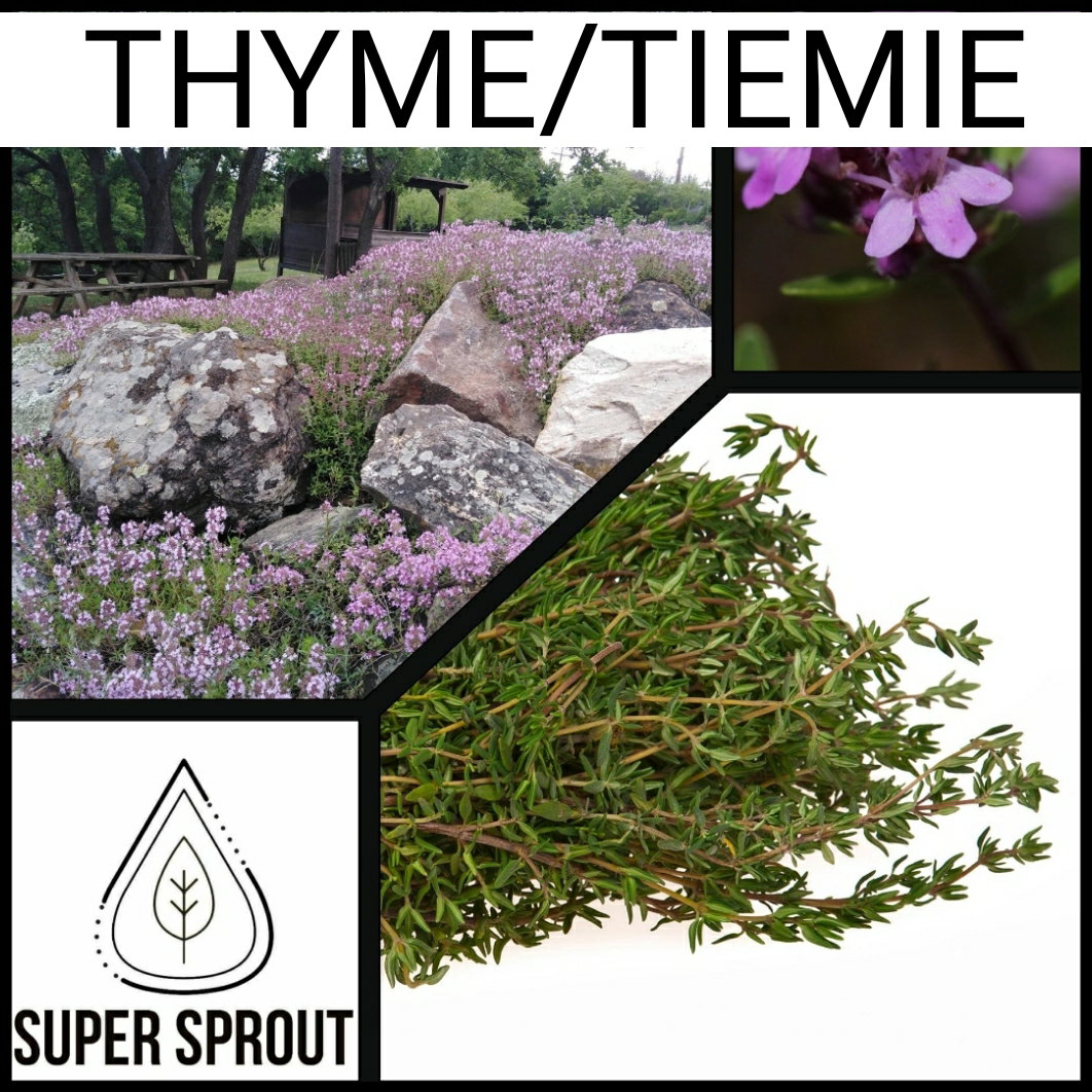🌱THYME🌱 x 15+ seeds_1