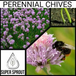 🌱PERENNIAL CHIVES🌱 x 25+ seeds