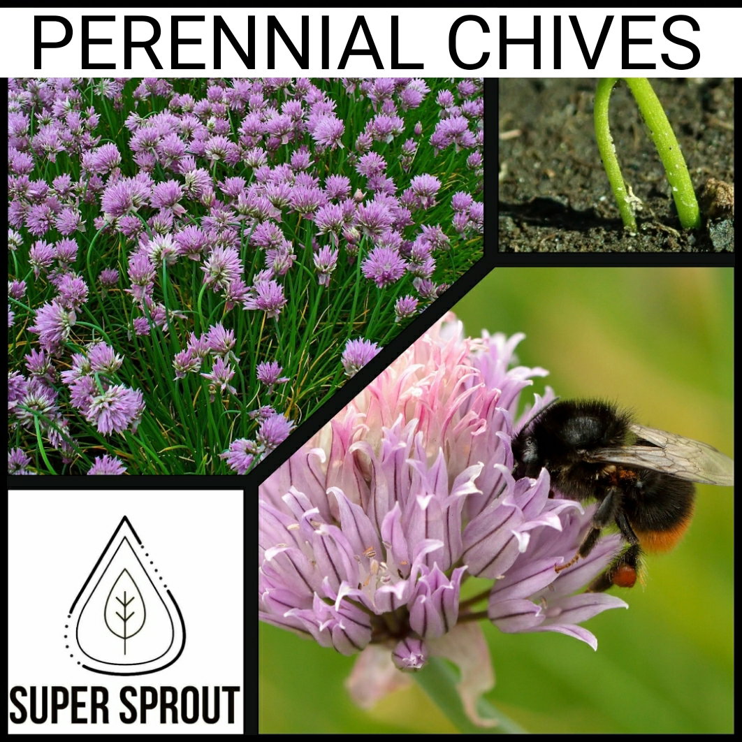 🌱PERENNIAL CHIVES🌱 x 25+ seeds_2