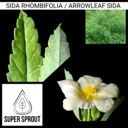 ARROWLEAF SIDA / BROOMSTICK  Weed x 10 seeds
