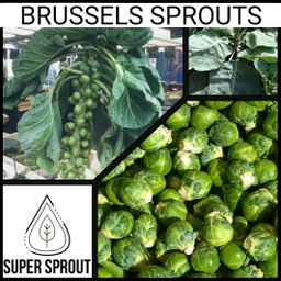 🥦BRUSSELS SPROUT🥦 x 15 seeds