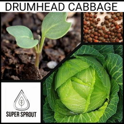 🥦Drumhead Cabbage🥦 x 25+ seeds