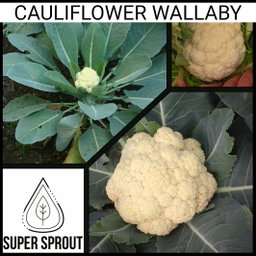 🥦CAULIFLOWER WALLABY🥦x 50+ seeds