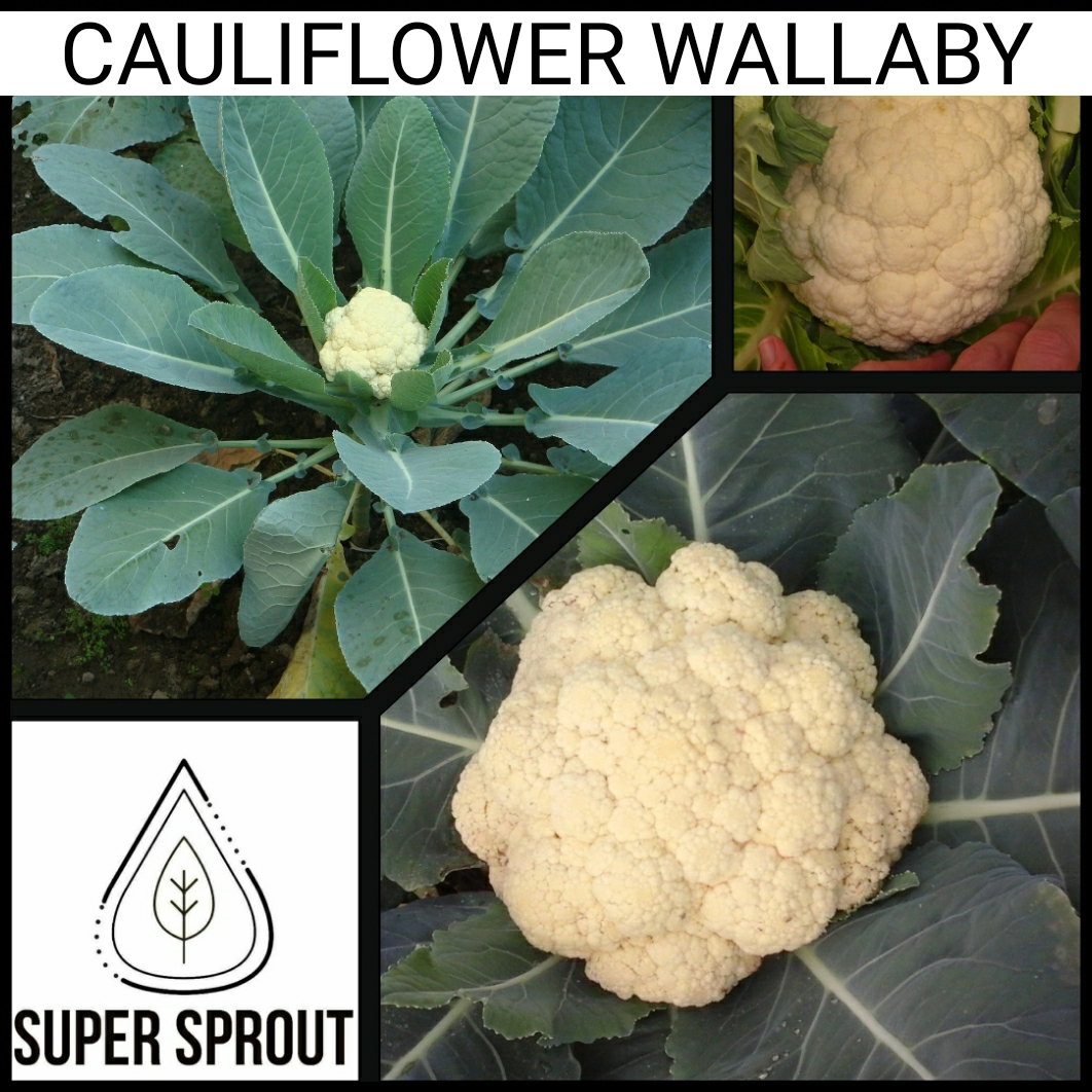 🥦CAULIFLOWER WALLABY🥦x 50+ seeds_1