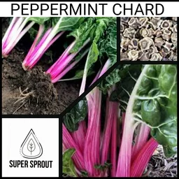 PEPPERMINT  SWISS CHARD x 50+ seeds