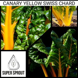 YELLOW SWISS CHARD x 35+ organic seeds