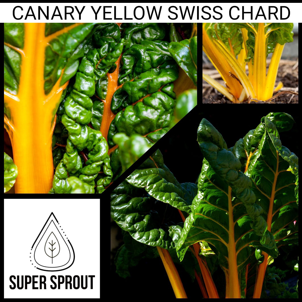 YELLOW SWISS CHARD x 35+ organic seeds_2