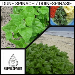 🌱DUNE SPINACH, NEW ZEALAND SPINACH, DUINESPINASIE🌱 x 8 seeds