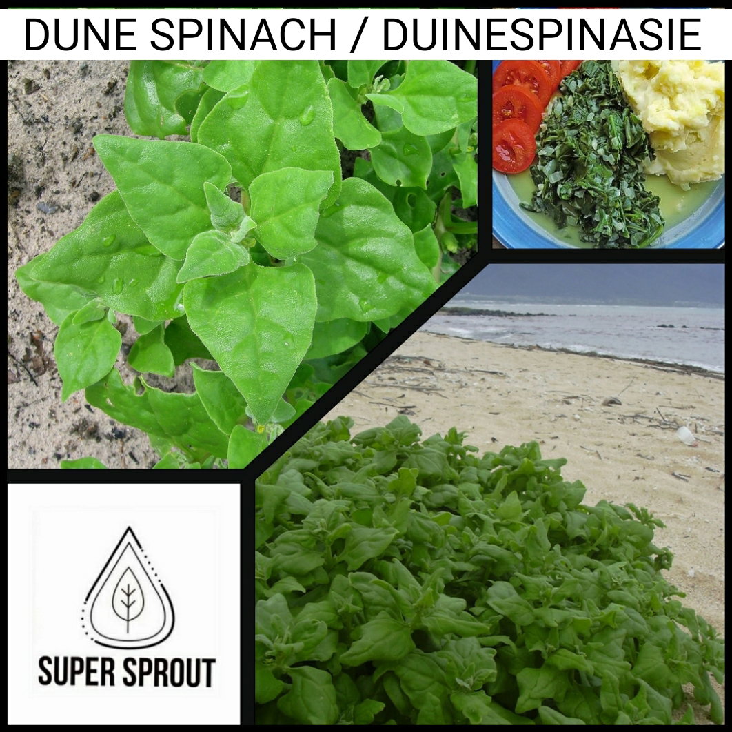 🌱DUNE SPINACH, NEW ZEALAND SPINACH, DUINESPINASIE🌱 x 8 seeds_3