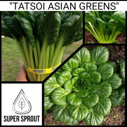 🥬TATSOI ASIAN GREEN🥬 x 100 organic seeds